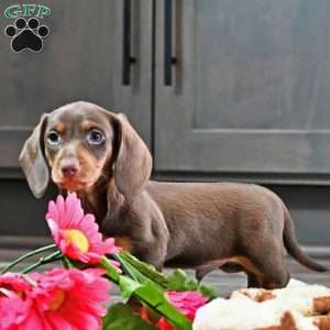 Buttercup, Dachshund Puppy